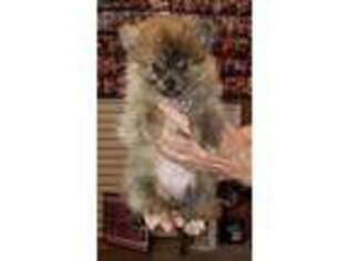 Pomeranian Puppy for sale in O Brien, FL, USA