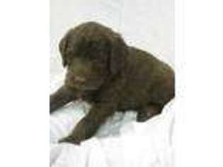Labradoodle Puppy for sale in Elroy, WI, USA