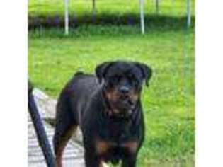 Rottweiler Puppy for sale in Jacksonville, NC, USA