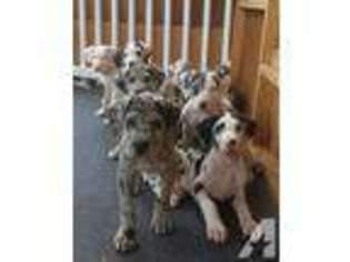 Great Dane Puppy for sale in RAMONA, CA, USA