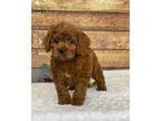 Cavapoo Puppy for sale in Dalton, OH, USA