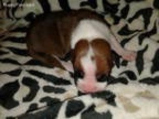 Boxer Puppy for sale in Tecumseh, OK, USA