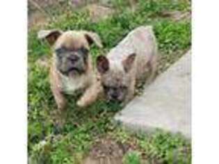 French Bulldog Puppy for sale in Bates City, MO, USA