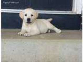 Labrador Retriever Puppy for sale in Woodburn, IN, USA