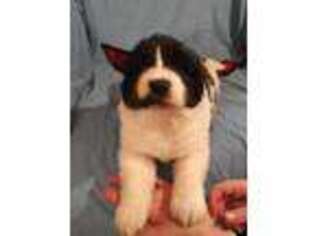 Newfoundland Puppy for sale in Oroville, WA, USA