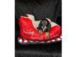 Dachshund Puppy for sale in Fort Worth, TX, USA