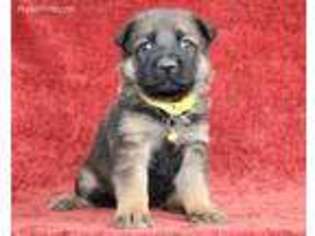 German Shepherd Dog Puppy for sale in Payson, AZ, USA