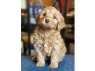Goldendoodle Puppy for sale in Miller, SD, USA