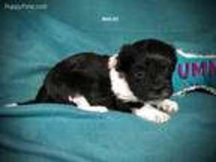 Havanese Puppy for sale in Smithville, MS, USA