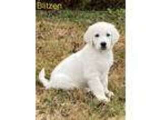 Golden Retriever Puppy for sale in Mount Pleasant, TX, USA