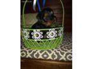 Yorkshire Terrier Puppy for sale in Mountain Rest, SC, USA