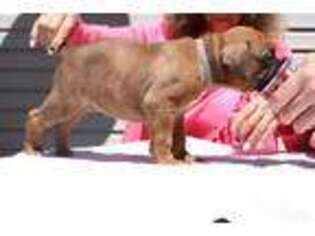 Boxer Puppy for sale in Logan, UT, USA