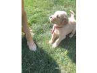 Golden Retriever Puppy for sale in Burns, OR, USA
