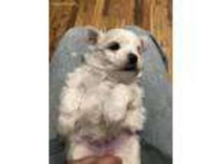 Maltese Puppy for sale in Taft, TN, USA