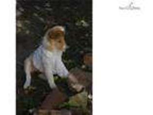Collie Puppy for sale in Pueblo, CO, USA