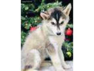 Siberian Husky Puppy for sale in Diamond Bar, CA, USA
