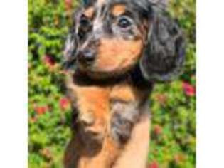 Dachshund Puppy for sale in Fort Myers Beach, FL, USA