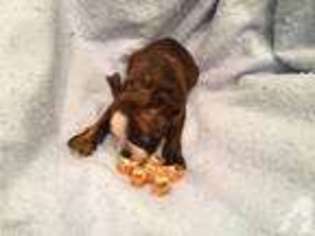 Boston Terrier Puppy for sale in SCOTTSDALE, AZ, USA