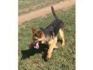 German Shepherd Dog Puppy for sale in Butler, MO, USA