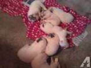 Great Pyrenees Puppy for sale in MORROW, OH, USA