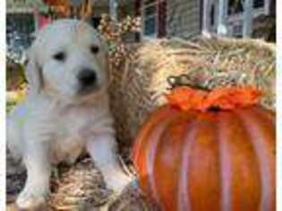 Mutt Puppy for sale in Windsor, PA, USA