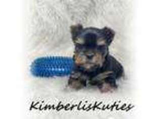 Yorkshire Terrier Puppy for sale in Lipan, TX, USA