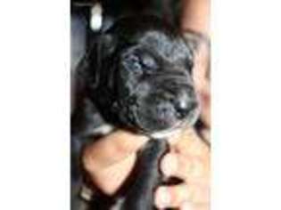 Great Dane Puppy for sale in Lake Park, GA, USA