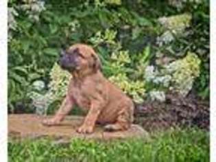 Mastiff Puppy for sale in New Providence, PA, USA