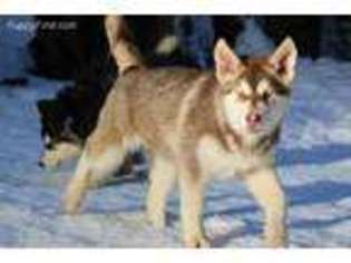 Alaskan Malamute Puppy for sale in Oakridge, OR, USA