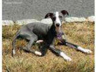 Whippet Puppy for sale in Gardners, PA, USA