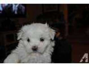Maltese Puppy for sale in OLYMPIA, WA, USA