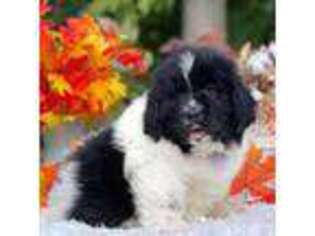 Newfoundland Puppy for sale in Lake City, MI, USA