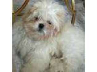 Mutt Puppy for sale in Delmar, DE, USA