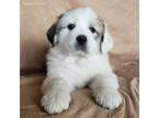 Great Pyrenees Puppy for sale in Boise, ID, USA