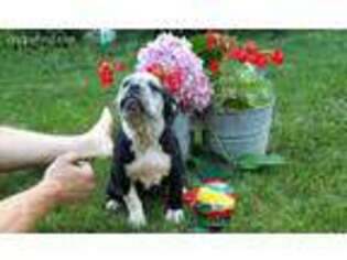 Olde English Bulldogge Puppy for sale in Pigeon, MI, USA