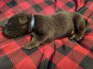 Labrador Retriever Puppy for sale in Castle Rock, CO, USA