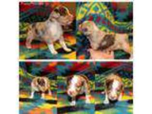 Miniature Australian Shepherd Puppy for sale in Copan, OK, USA