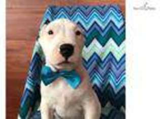 Dogo Argentino Puppy for sale in Lancaster, PA, USA