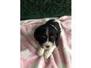 Cavalier King Charles Spaniel Puppy for sale in Jersey Shore, PA, USA