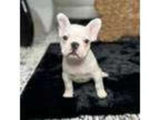 French Bulldog Puppy for sale in Chicago Heights, IL, USA