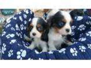 English Toy Spaniel Puppy for sale in East Bridgewater, MA, USA