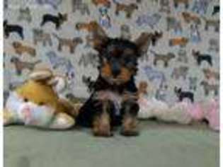 Yorkshire Terrier Puppy for sale in Winston Salem, NC, USA