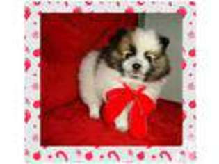 Pomeranian Puppy for sale in IRVING, TX, USA