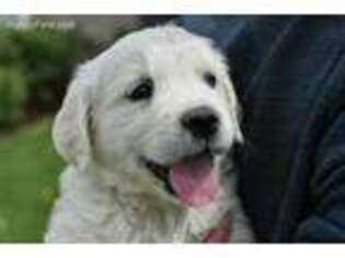 Mutt Puppy for sale in Riverton, UT, USA
