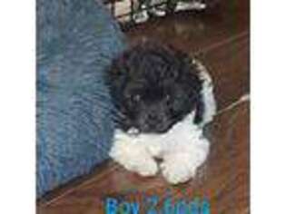 Mutt Puppy for sale in Hammond, IN, USA