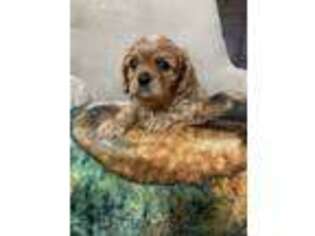 Cavalier King Charles Spaniel Puppy for sale in Poyen, AR, USA
