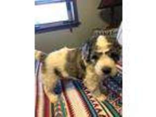 Goldendoodle Puppy for sale in Talala, OK, USA