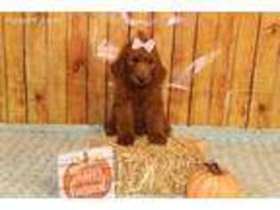 Goldendoodle Puppy for sale in Pryor, OK, USA
