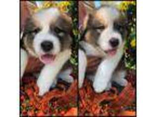 Bernese Mountain Dog Puppy for sale in Overland Park, KS, USA