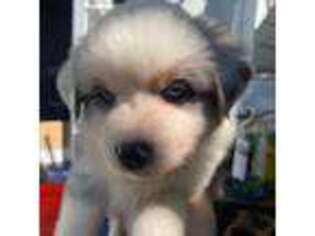 Miniature Australian Shepherd Puppy for sale in Encinitas, CA, USA